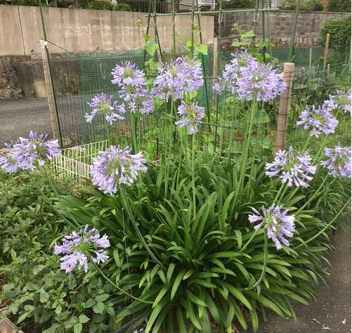 梅雨時期に咲く紫君子欄 アガパンサス 星和住研 スタッフブログ