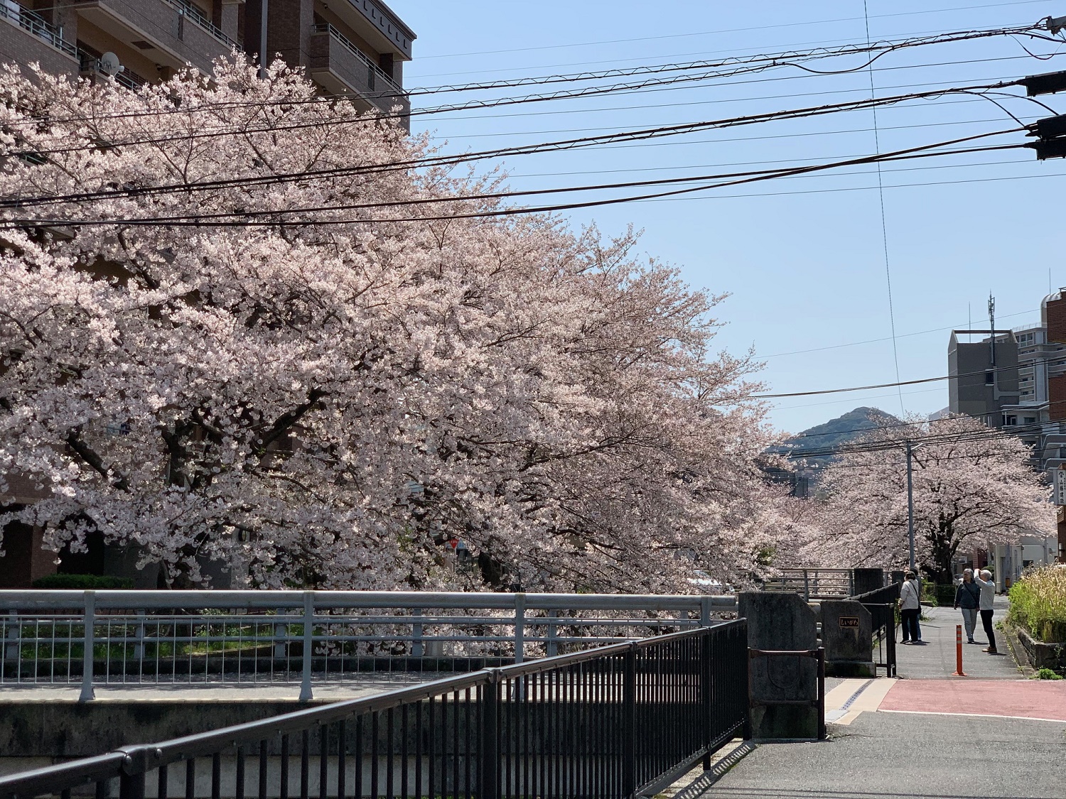 きれいな桜で和みましょう🌸
