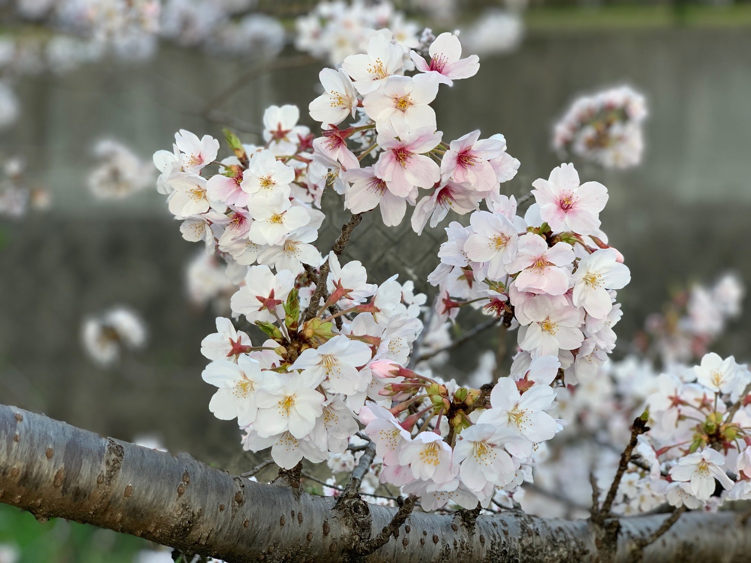 桜吹雪がきれいな時期になりました 星和住研 スタッフブログ