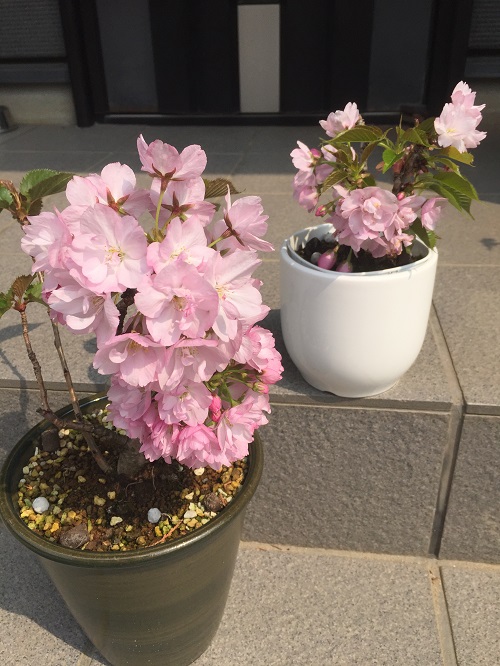 ミニ鉢桜,今年も満開です。