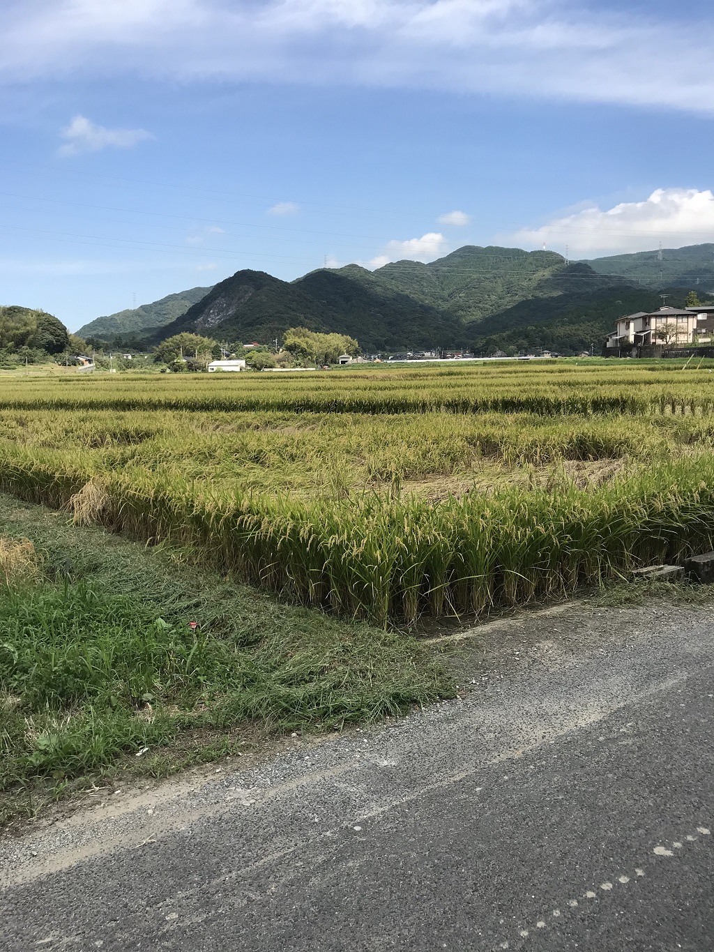 稲のウンカ被害