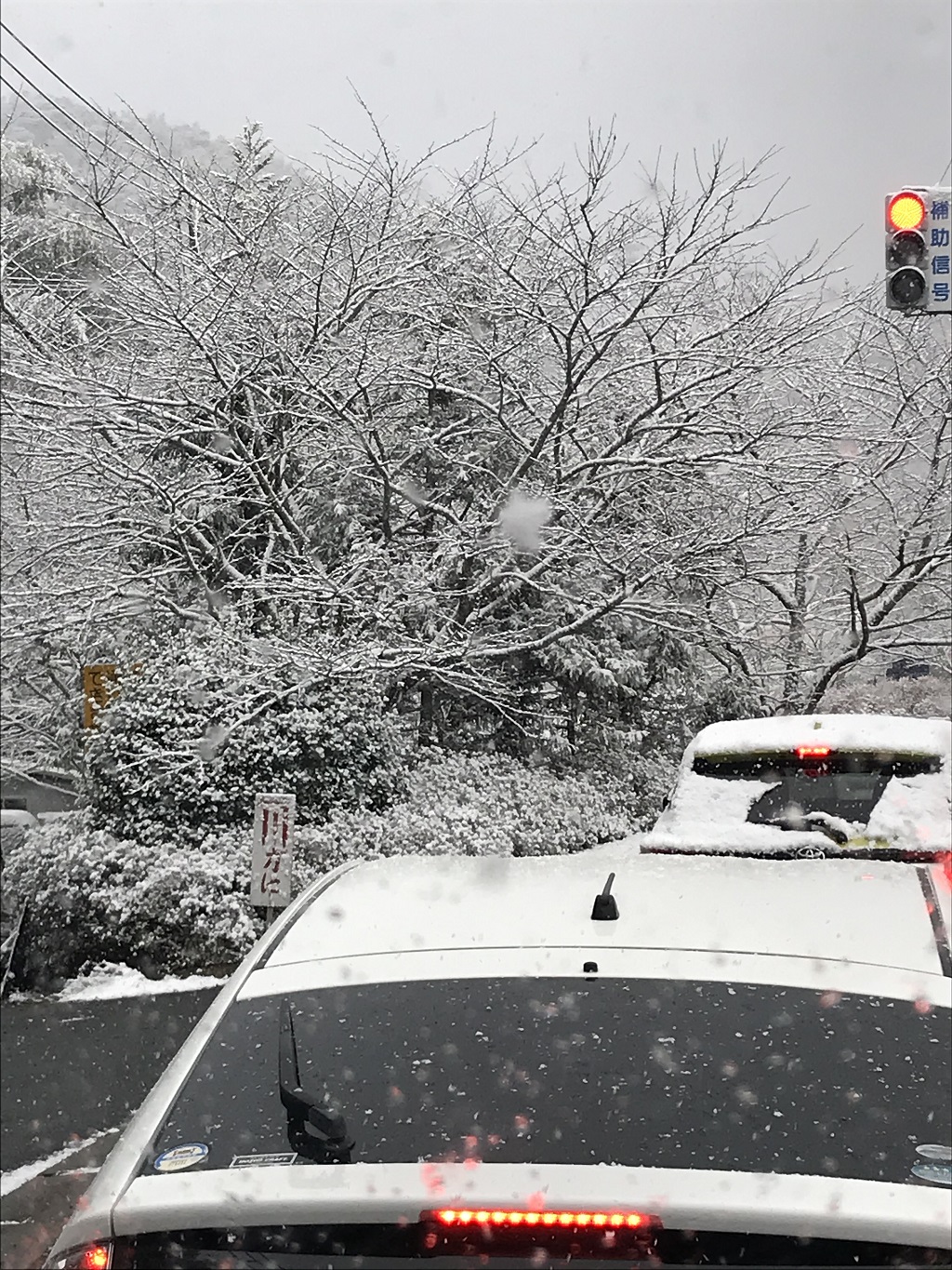 今月の雪