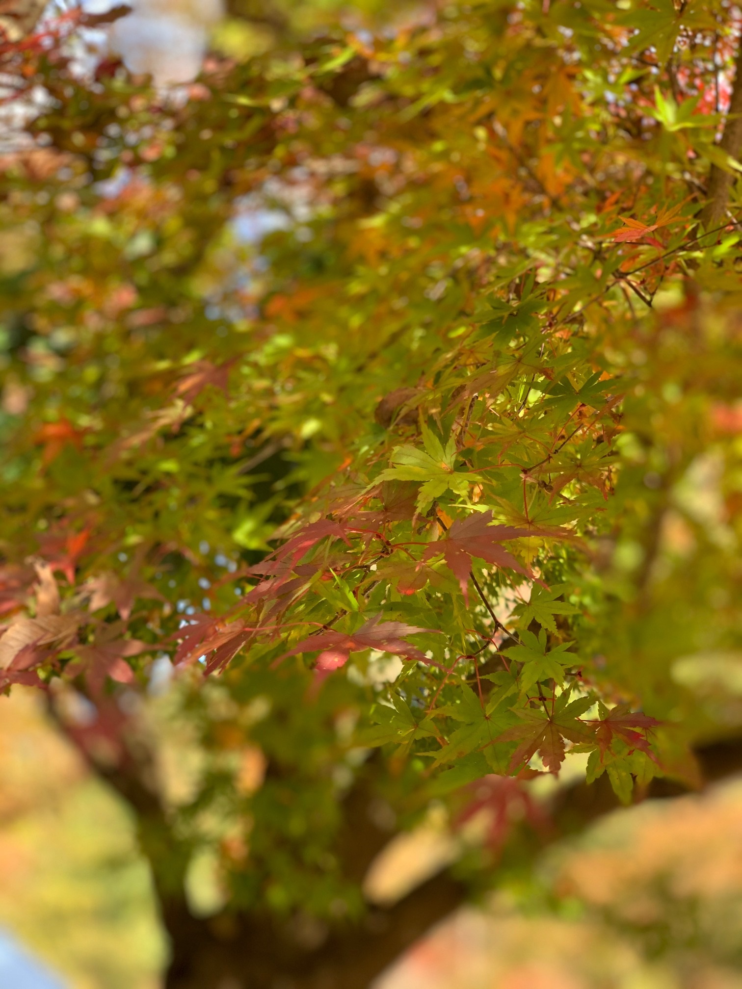 耶馬渓は　紅葉がとても綺麗でした(^^)