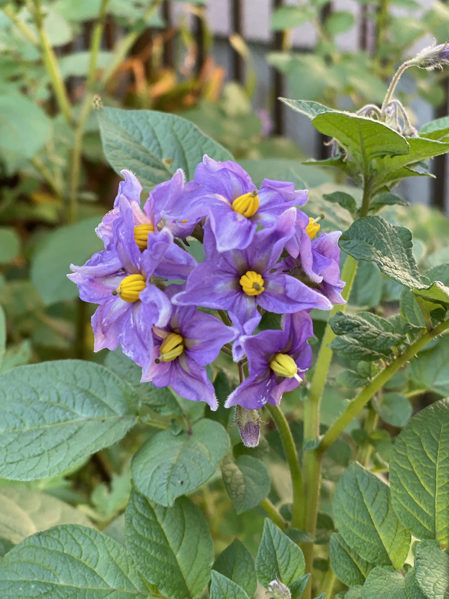 じゃがいもの花咲きました！