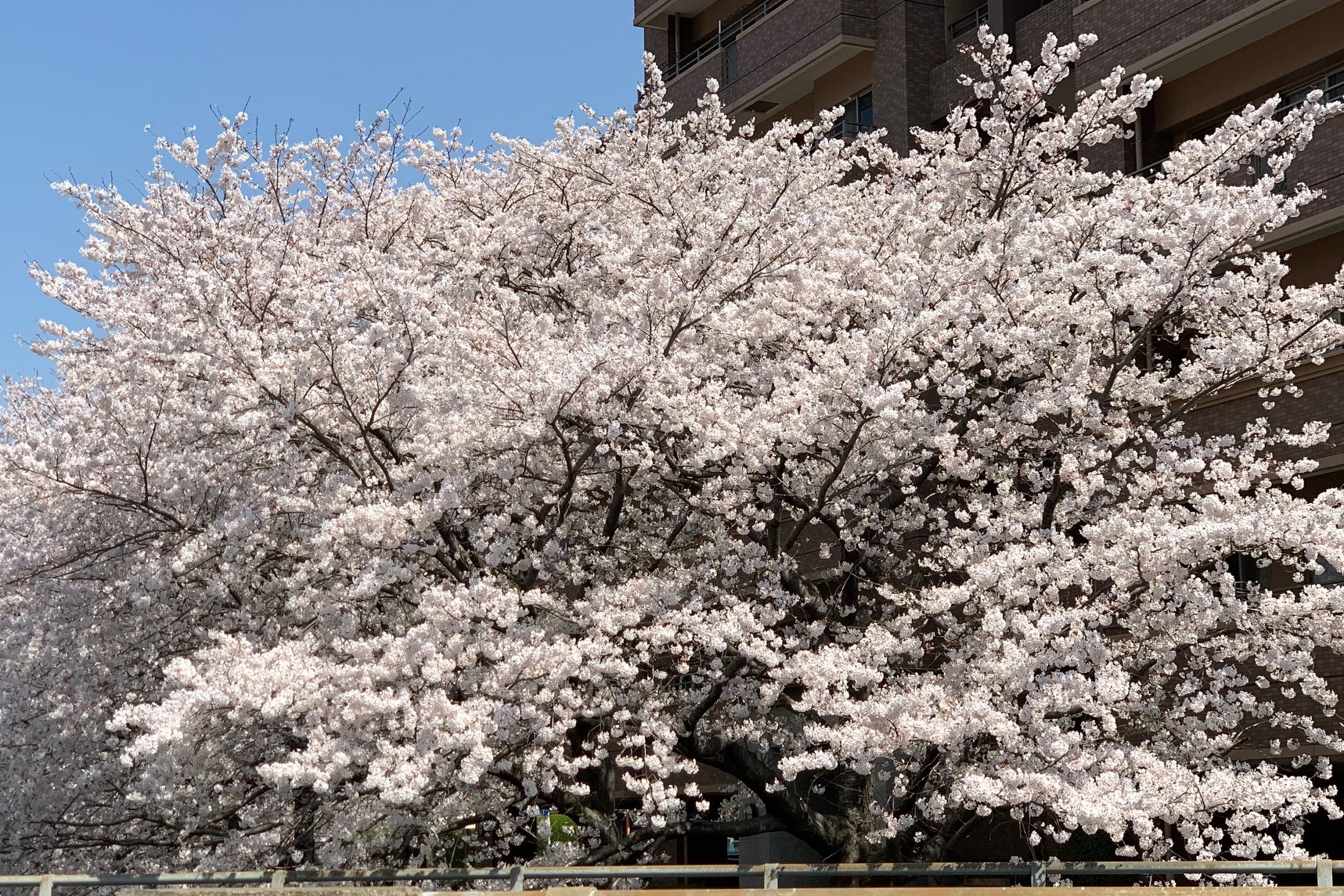 🌸きれいです＼(^o^)／