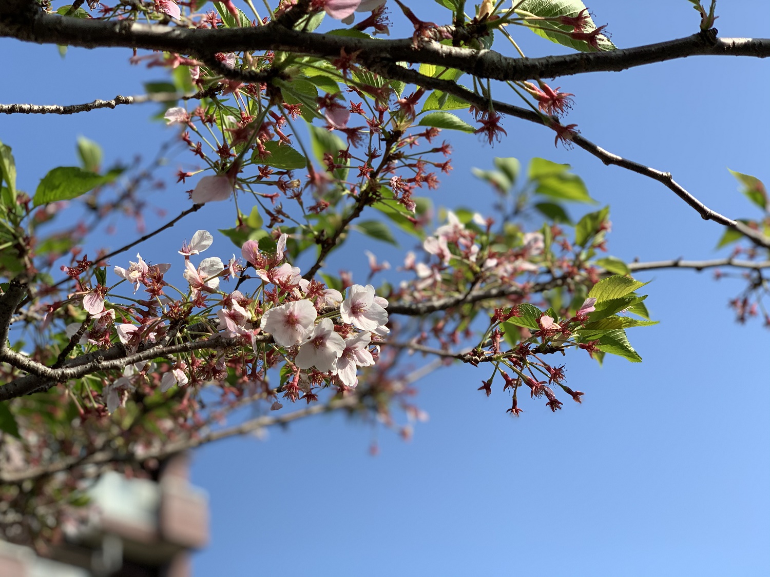 まだ🌸が咲いていましたよ(*^^*)