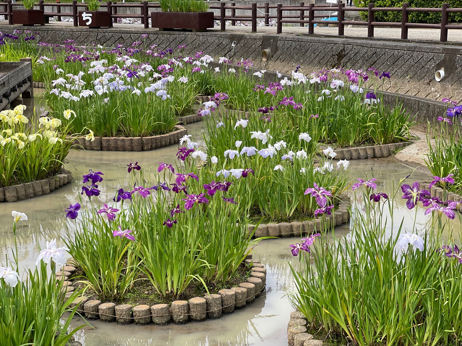 花菖蒲園に行ってきました＼(^o^)／