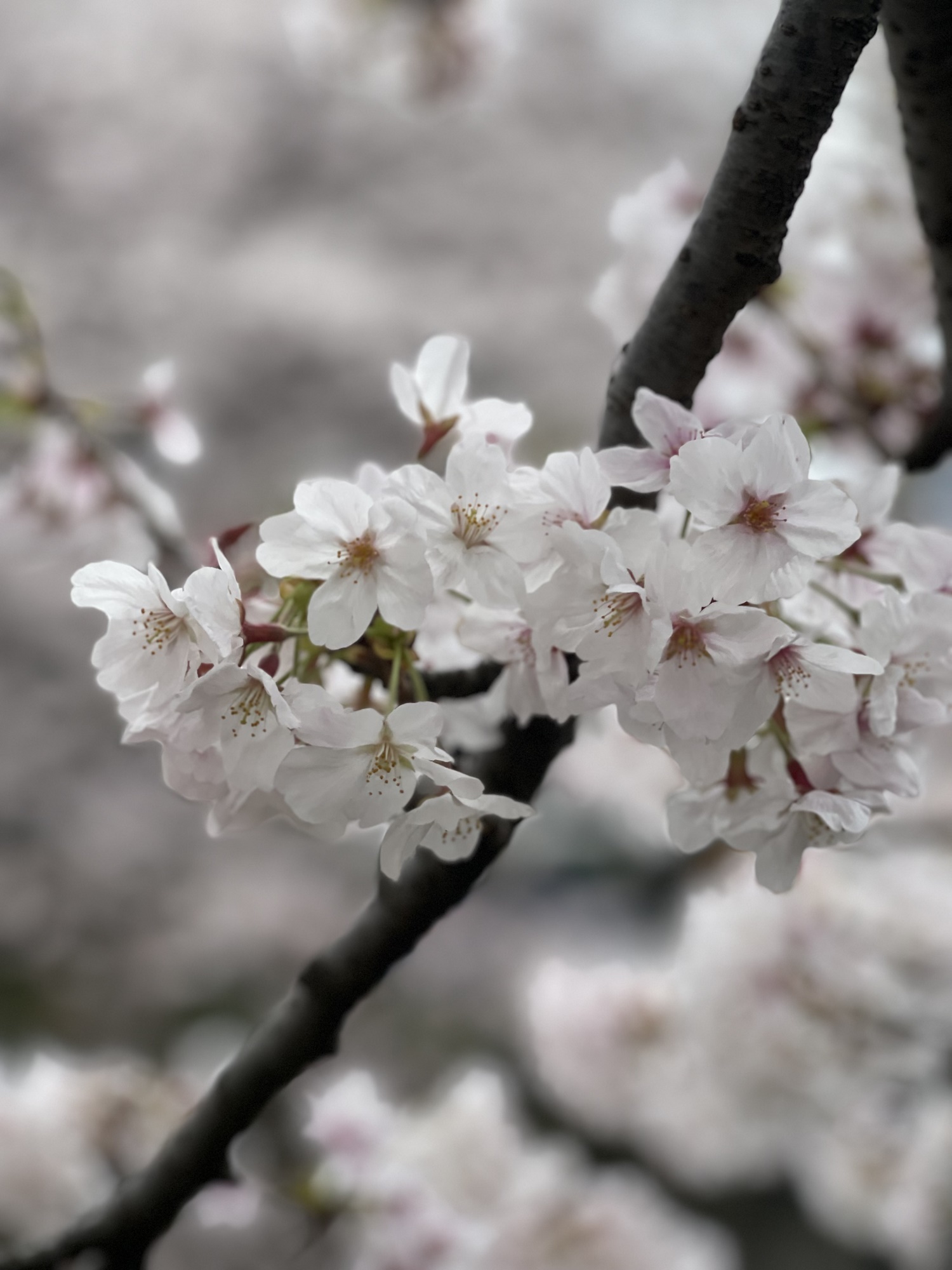 今年も桜がきれいですね🌸