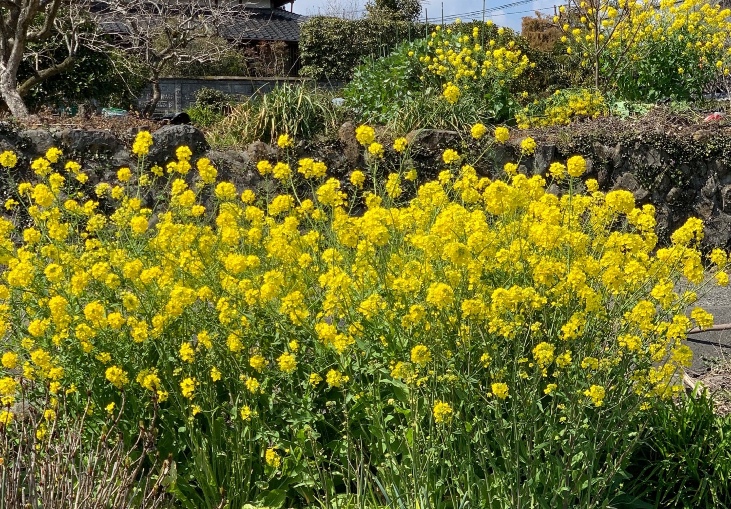 お花の話題が続きます...🌼