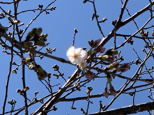 桜　咲きました🌸