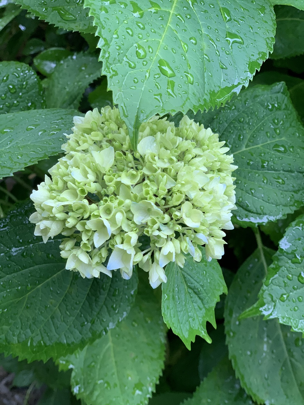 雨に濡れた紫陽花です(*^^*)