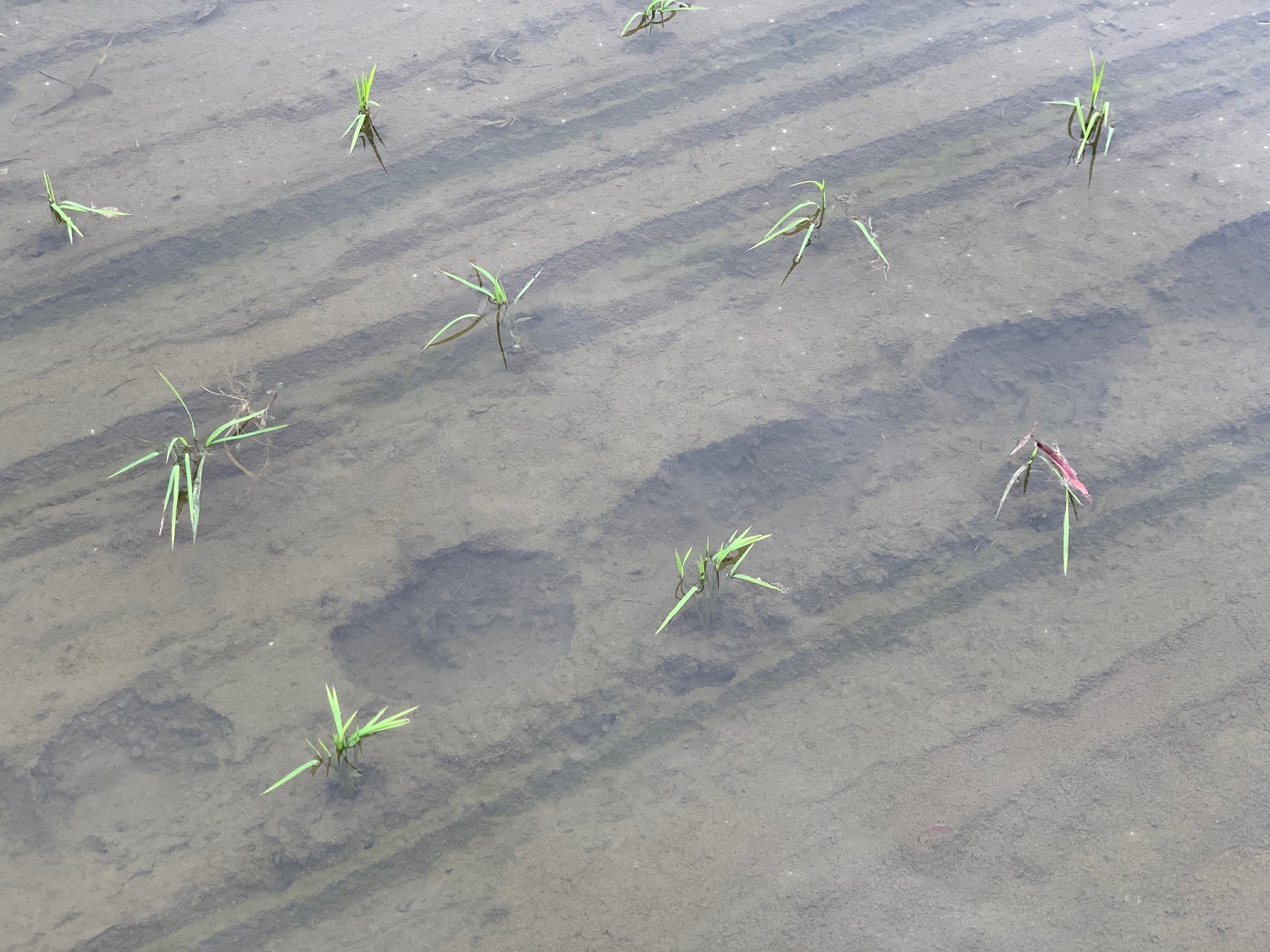 田植えの季節になりました🌾