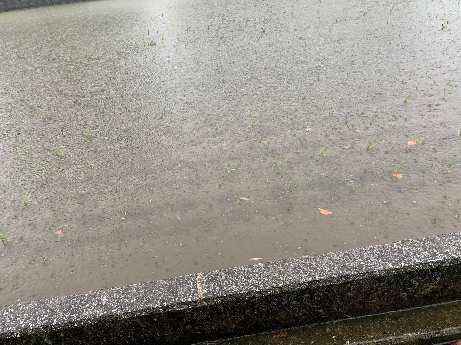 今日から　雨の日が続くようですね(T_T)