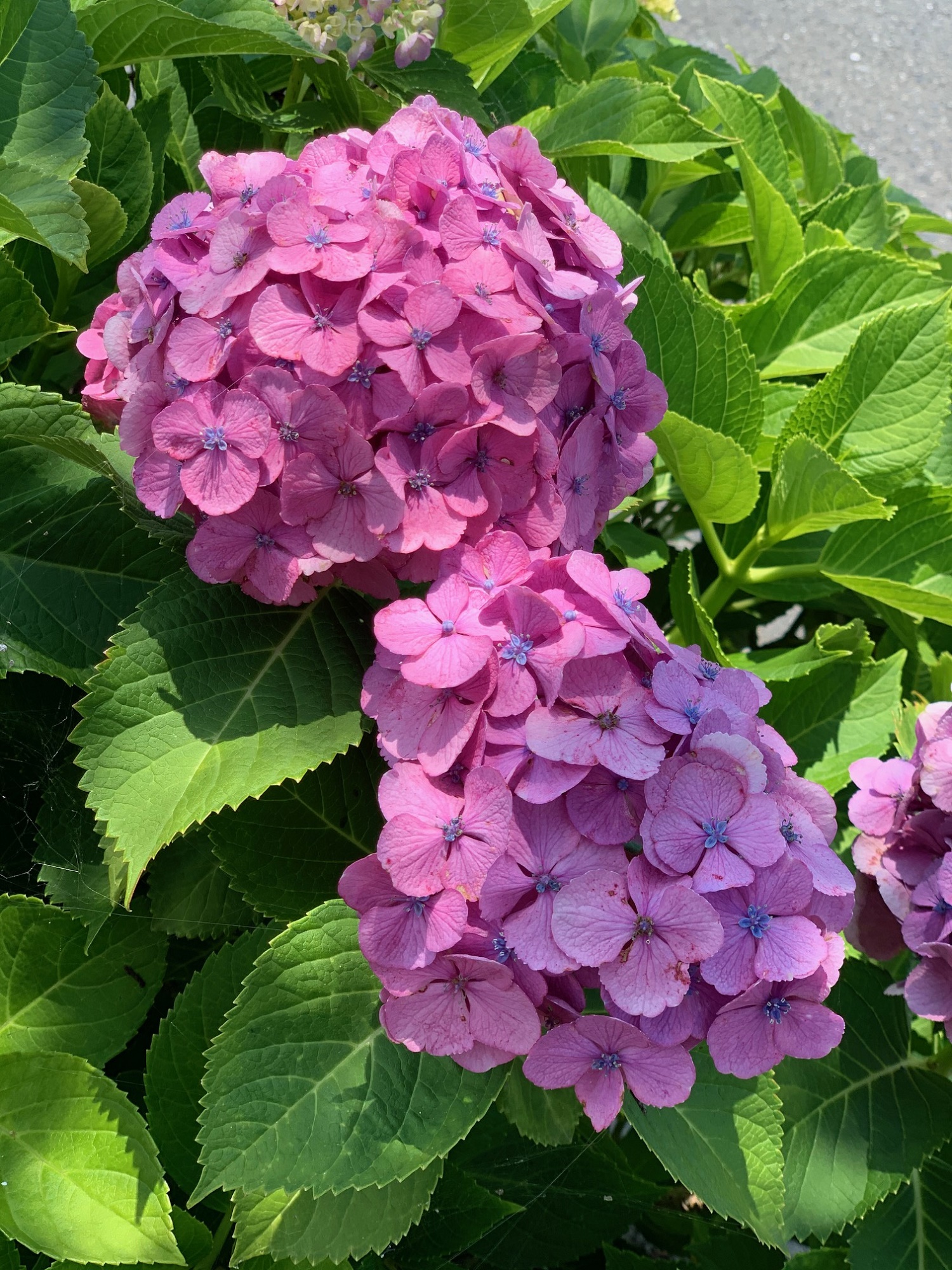 お天気　下り坂のようです(´・ω・｀)