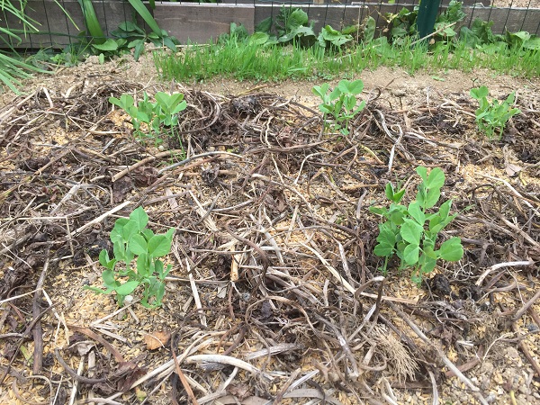 秋植は自然農法