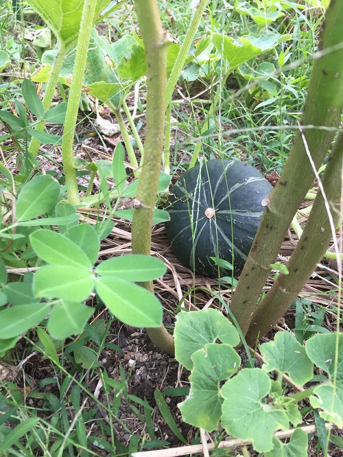 今年の秋野菜も自然農法