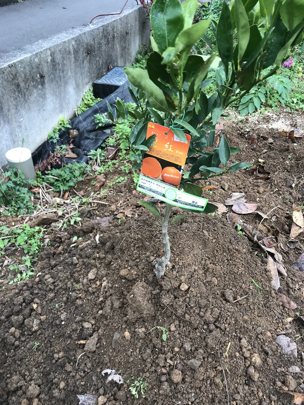 みかんの苗木|星和住研 スタッフブログ みかんの苗木|星和住研 スタッフブログ